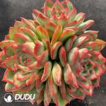 Echeveria Agavoides Floriana