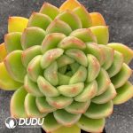 Echeveria Charm