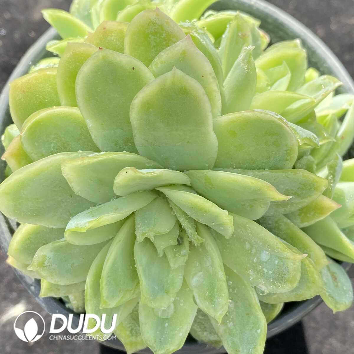 e201-233.jpg Echeveria Ice Variegated - Image 1