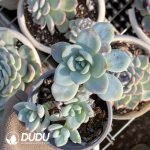 Echeveria Laui X Clavatum Clustering