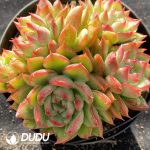 Echeveria Floriana Clustering