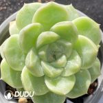Echeveria Green Grape