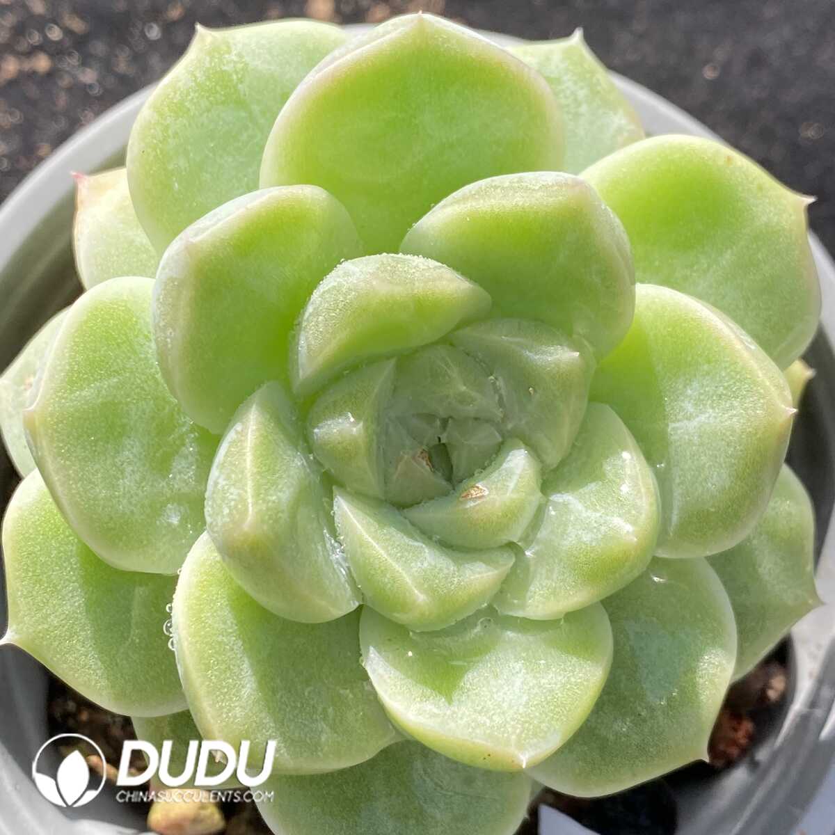 e201-239.jpg Echeveria Green Grape - Image 1