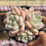 Echeveria Green Heart Ice Jade Cluster