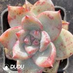 Echeveria Polar Bear