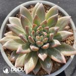 Echeveria Dark Pattern Clustering