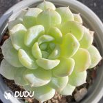 Echeveria Qingxin Jenny