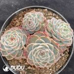 Echeveria Velvet Clustering