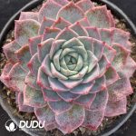 Echeveria Lonely Star