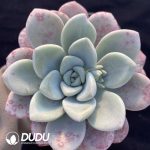 Echeveria Petal Dew