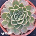 Echeveria Ice Rose