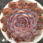 Echeveria Dark Ice
