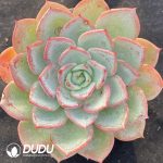 Echeveria Salmon