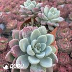 Echeveria Petal Dew Clustering