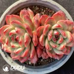 Echeveria TM Double Heads