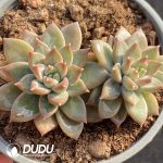 Echeveria Suttle Pattern Monster Double Heads
