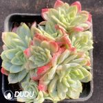 Echeveria Rose Qeen Variegated Clustering