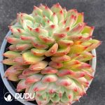 Echeveria Sun Star Double Heads