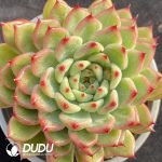 Echeveria Sun Satr