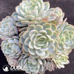 Echeveria Berry Clustering