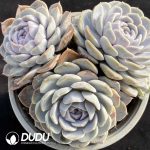 Echeveria Hambur Clustering