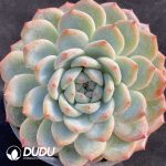 Echeveria Pink Dream