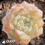 Echeveria Pink Dew