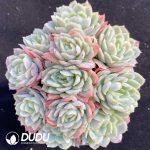 Echeveria Berry Clustering