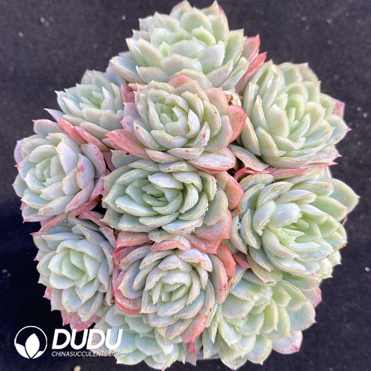 Echeveria Berry Clustering – Dudu Wholesale Rare Live Succulents Plants ...