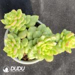 Echeveria Apple blossom clustering