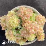 Echeveria Brilliant Wheat Straw Clustering