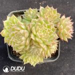 Echeveria White Peach Bubble Clustering