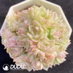 Echeveria Cherry Blossom Straw Clustering