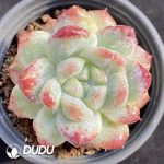 Echeveria Bing Dwen Dwen