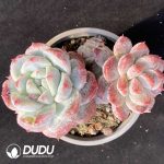 Echeveria Bing Dwen Dwen Clustering