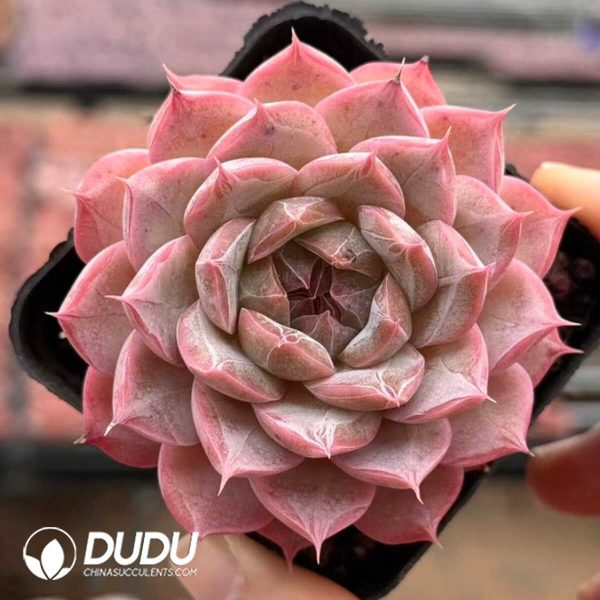 e201-27.jpg Echeveria Oblivion Night - Image 1