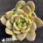 Echeveria Korean Jenny