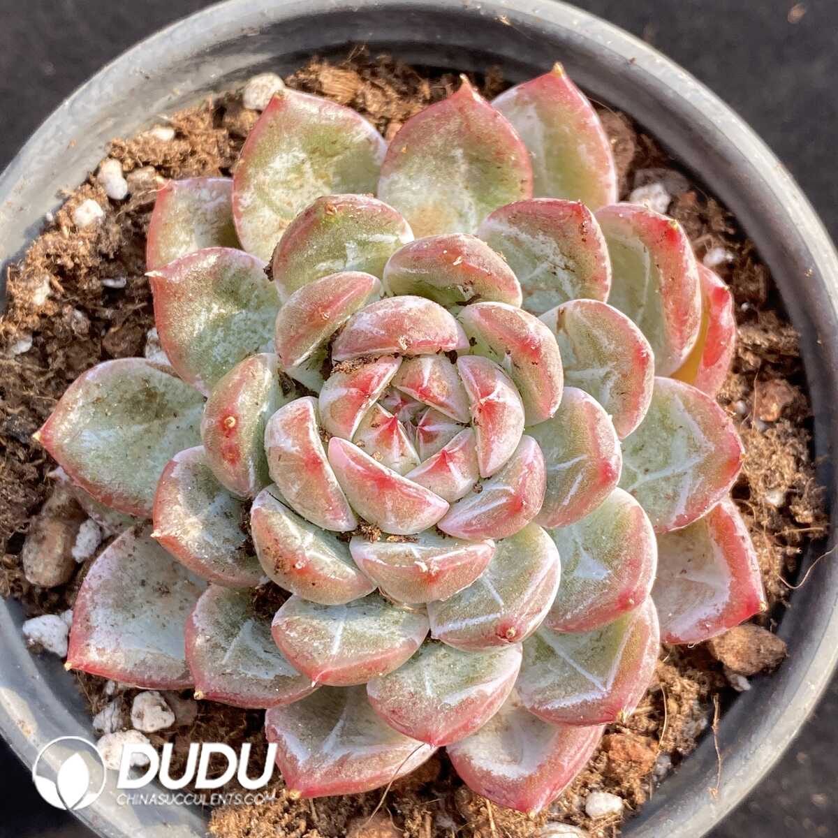 e201-271.jpg Echeveria Flora - Image 1