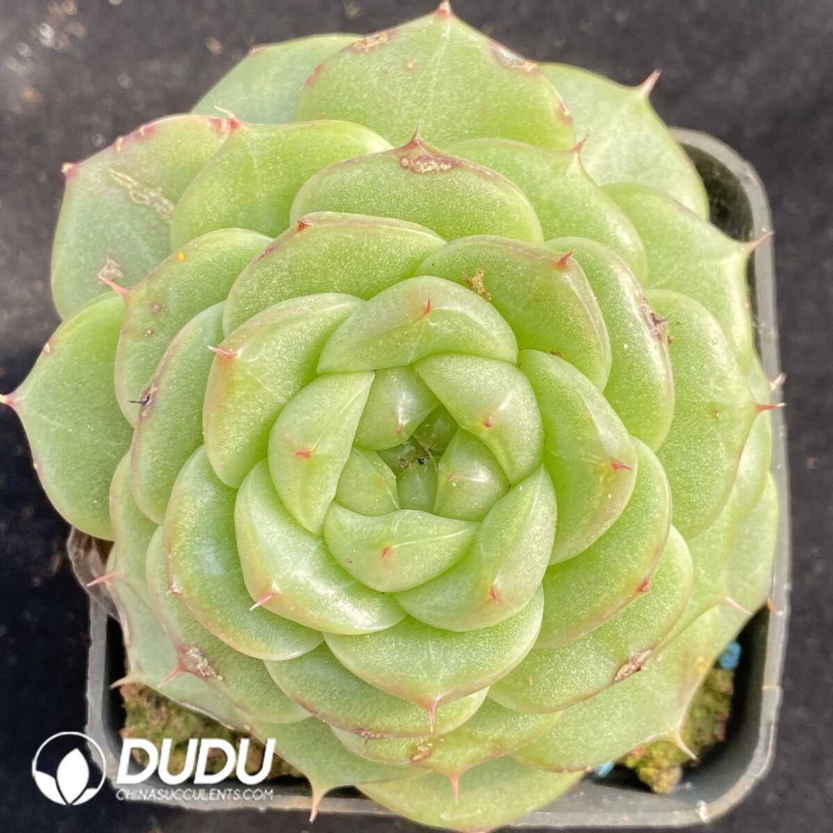 e201-272.jpg Echeveria Malgan - Image 1