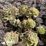 Echeveria Tinkerbell Variegated Clustering