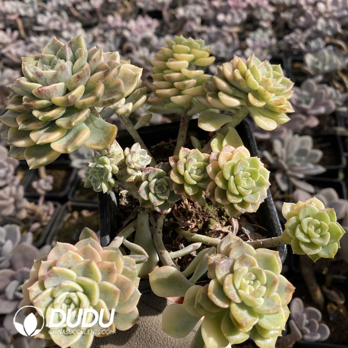 e201-273.jpg Echeveria Tinkerbell Variegated Clustering - Image 1