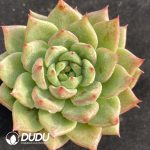 Echeveria Snow Mountain Jenny