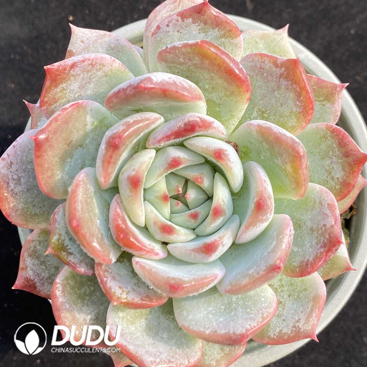 e201-275.jpg Echeveria Pikachu - Image 1