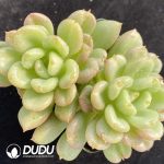 Echeveria Bill Gates Double Heads