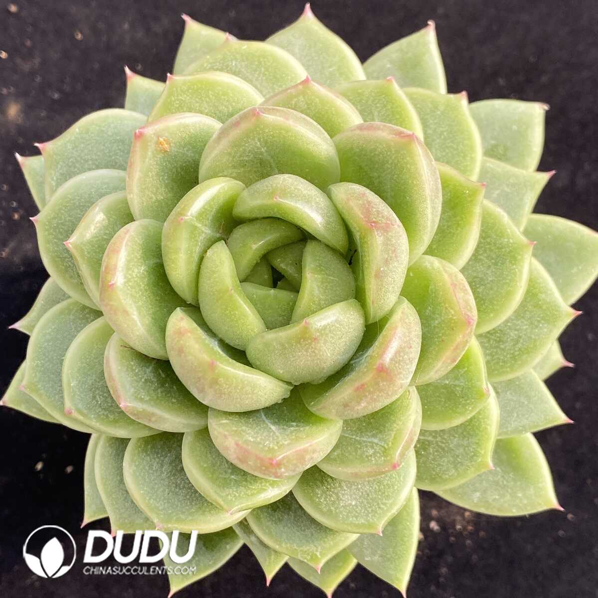 e201-277.jpg Echeveria Green Light - Image 1