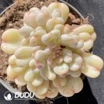 Echeveria Bill Gates