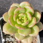 Echeveria Champagne Hybrid