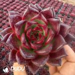 Echeveria Rodman