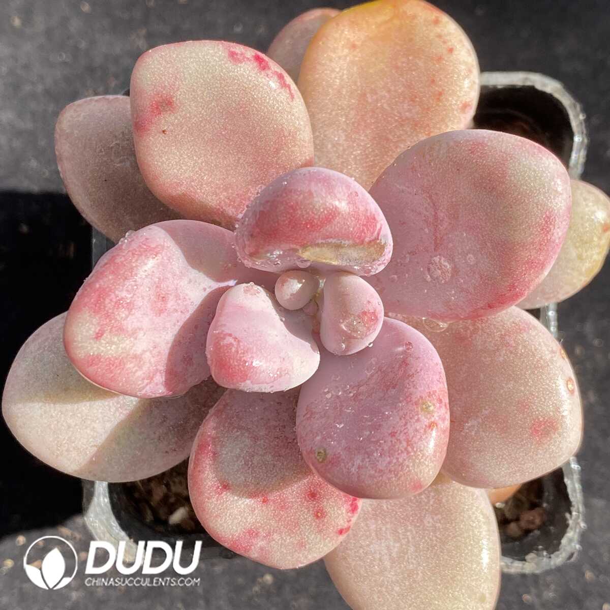 e201-280.jpg Graptopetalum Amethystinum - Image 1