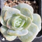 Echeveria Lovely Rose